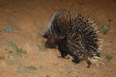 Porcupines are commonly seen at night